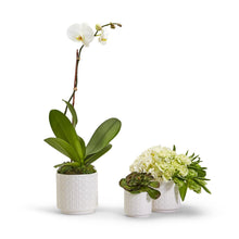 Load image into Gallery viewer, Embossed Cane Webbing Planter